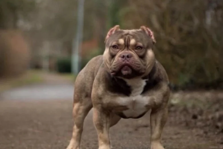 American Bulldog