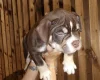 American Bulldog