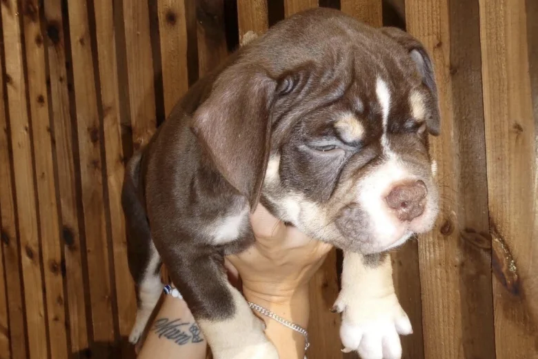 American Bulldog