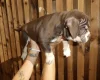 American Bulldog