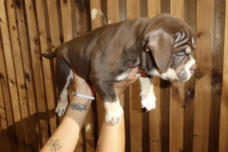 American Bulldog