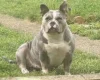 American Bulldog