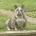 American Bulldog