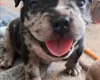 American Bulldog