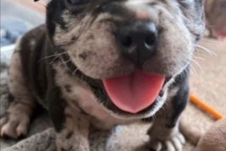 American Bulldog