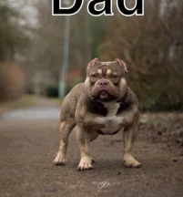 Sire
