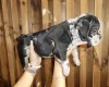 American Bulldog