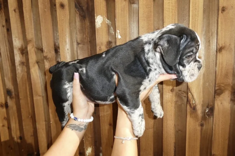 American Bulldog
