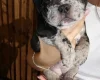 American Bulldog
