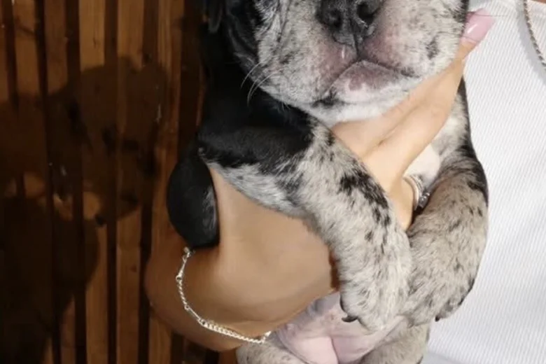 American Bulldog