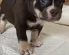 American Bulldog