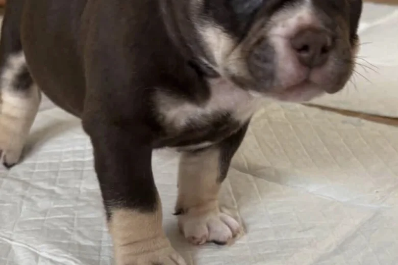 American Bulldog