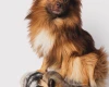 Pomeranian
