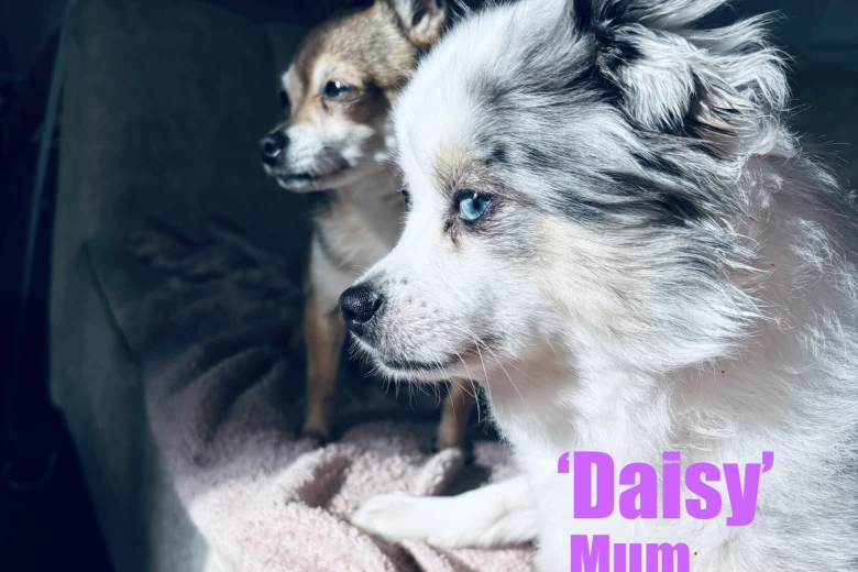 Pomeranian