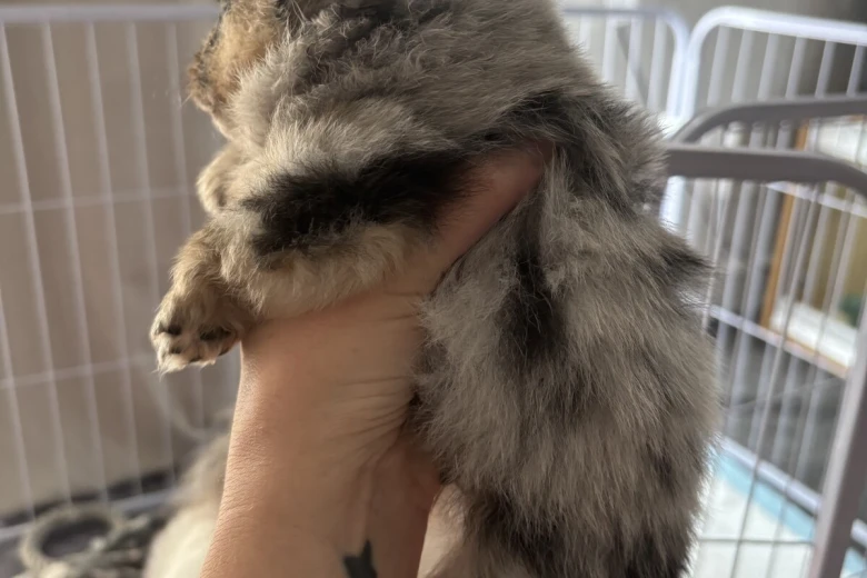 Pomeranian