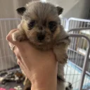 Pomeranian