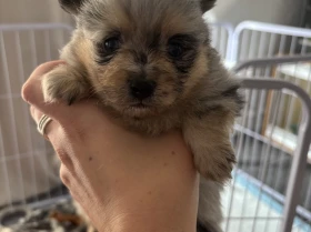 Pomeranian