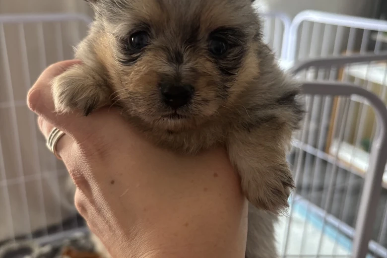 Pomeranian