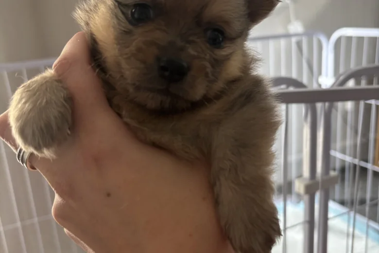 Pomeranian