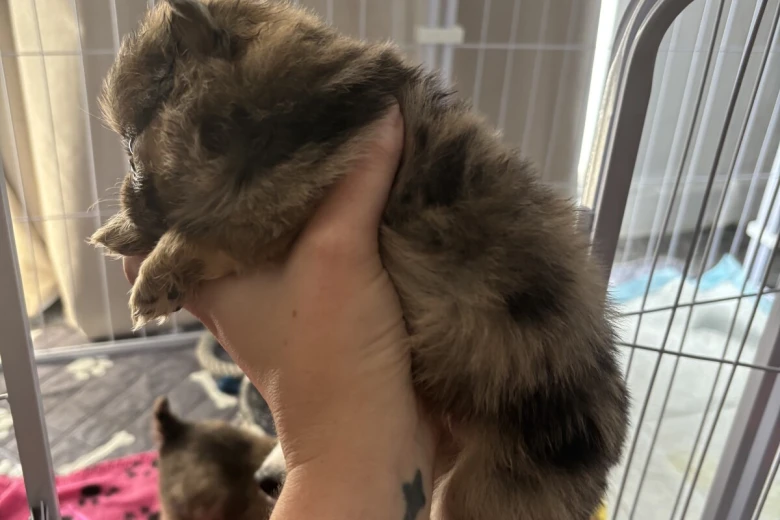 Pomeranian