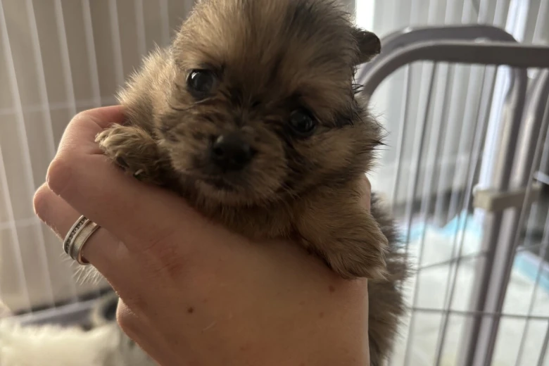 Pomeranian