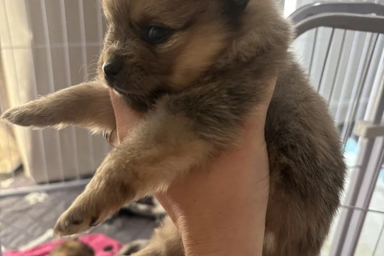 Pomeranian