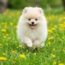 Pomeranian