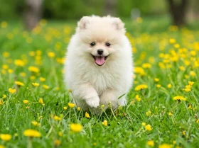 Pomeranian