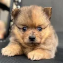Pomeranian