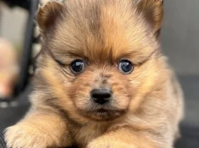 Pomeranian