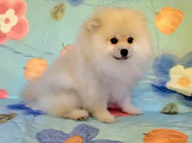 Pomeranian