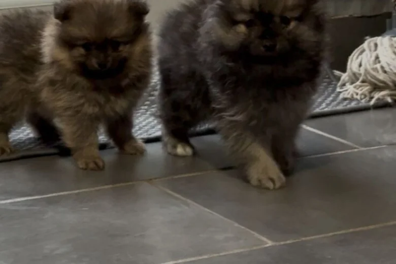 Pomeranian