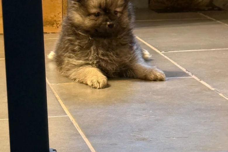 Pomeranian