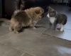 Pomeranian