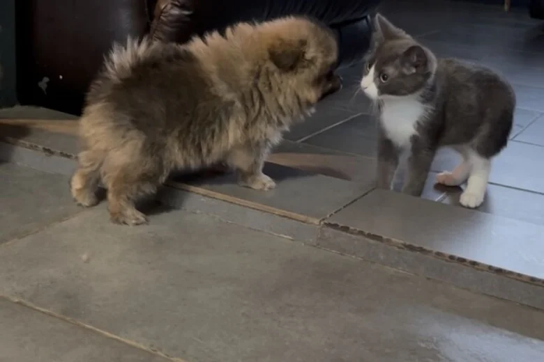 Pomeranian