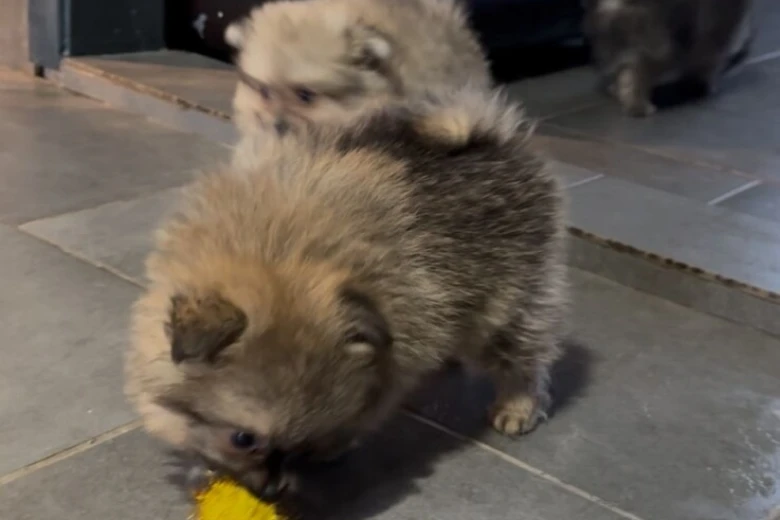 Pomeranian