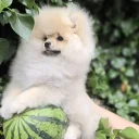 Pomeranian