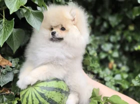 Pomeranian