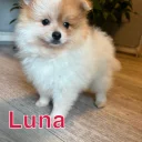 Pomeranian