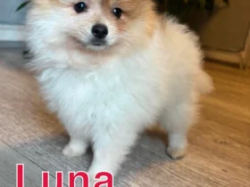 Pomeranian