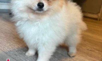 Pomeranian
