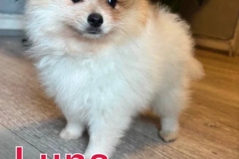 Pomeranian