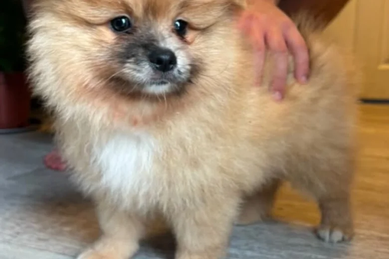 Pomeranian