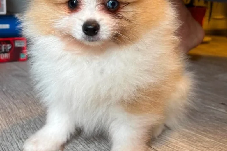 Pomeranian