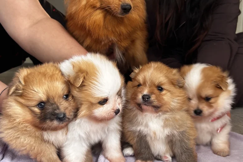 Pomeranian