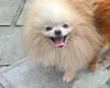 Pomeranian