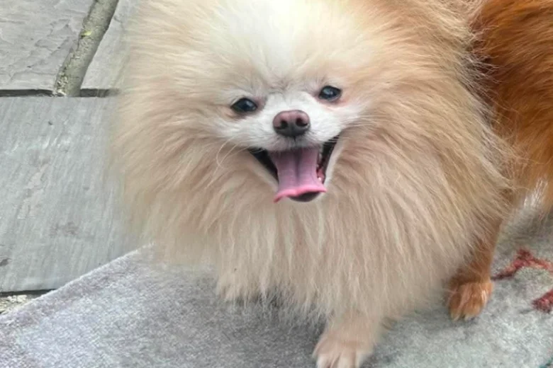 Pomeranian