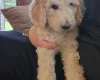 Poodle