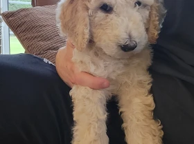 Poodle