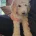 Poodle